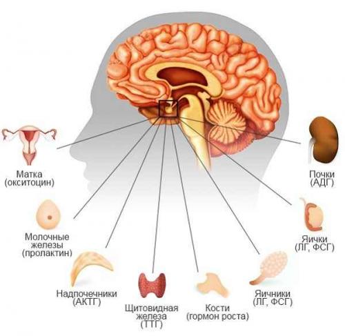 Какие признаки свидетельствуют о том, что Аджна чакра открыта. Как открыть Аджна чакру и развить сверхспособности