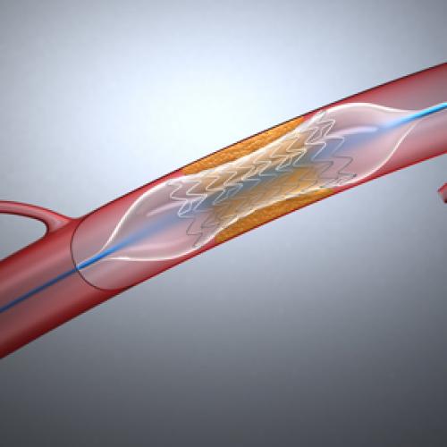 Половая дифференциация: как она происходит и как влияет на организм 01 Половая дифференциация: как она происходит и как влияет на организм 01