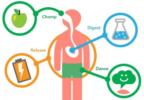 Какие различия существуют в обмене веществ у мужчин и женщин. Что такое метаболизм?