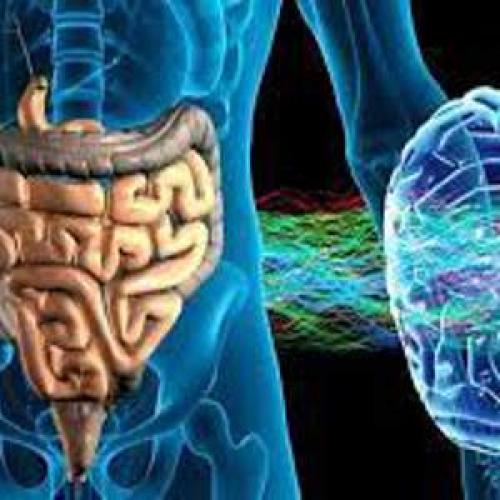 Половая дифференциация: как она происходит и как влияет на организм 02 Половая дифференциация: как она происходит и как влияет на организм 02