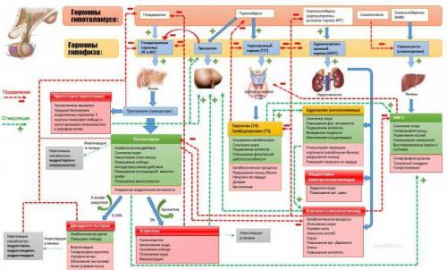 Какие роль играют половые гормоны в формировании мужской и женской физиологии. Эндокринная система и гормоны: что это